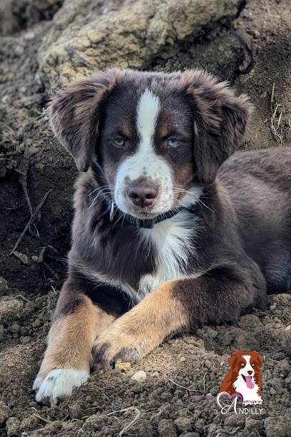 DOMAINE ANDILLY Élevage Canin Sparkling River, Eleveur de Chiens à Andilly-en-Bassigny
