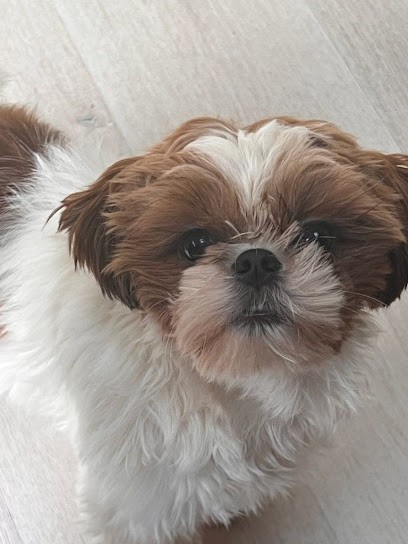 Élevage Thery, Eleveur de Chiens à Bellancourt