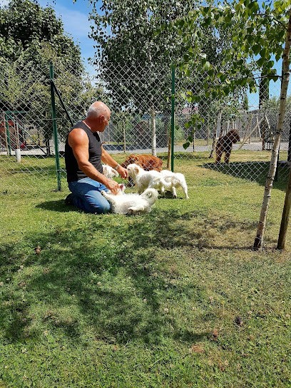Toutou-minou 86, Pension pour Chiens à Fleuré
