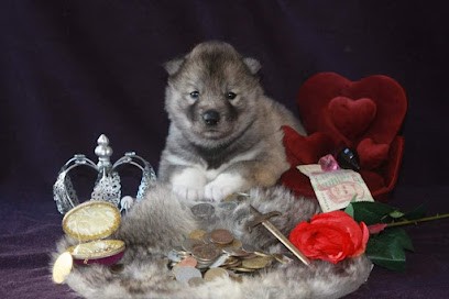 Elevage Legendary's Reborn (Husky Siberien LOF) - Pension Canine Féline Et NAC  Chez Tata Lulu, Eleveur de Chiens à Magnet