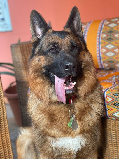 Le Domaine d'Aurélie et Amélie : Élevage et vente de Berger Allemand Poil Court et Poil Long, Eleveur de Chiens à Vieillevigne