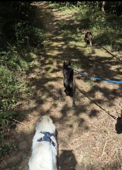 Dans Les Pattes D'un Chien, éducateur Canin, Spécialiste En Comportement, Nord-Isère/Ain, Dresseur de Chiens à Sermérieu