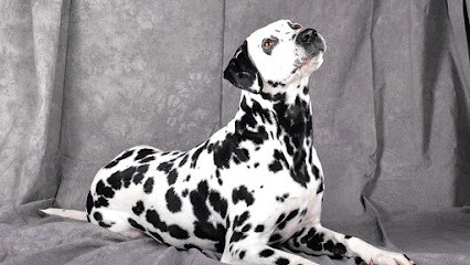 Nos Toutous & Nous Ramassamy Céline - éducateur canin, naturopathe et pet-sitter (63), Dresseur de Chiens à Saint-Dier-d'Auvergne