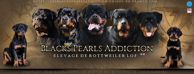 Elevage des blacks pearls addiction, Eleveur de Chiens à Mireval