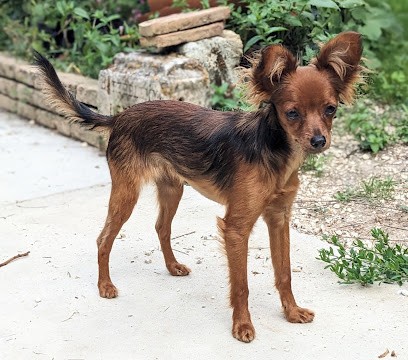 Élevage de Russkiy Toy de la petite Rivagerie, Eleveur de Chiens à Cabariot