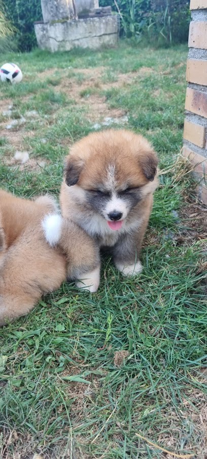 AKITA INU, Eleveur de Chiens à L'Abergement-Sainte-Colombe