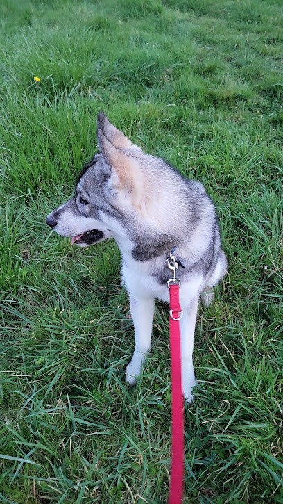 Élevage Alphareign&Whitesoul, Eleveur de Chiens à Manthelan