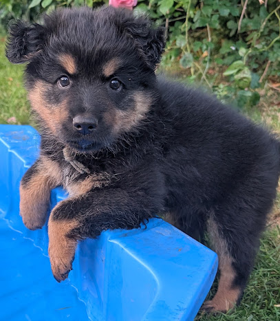 Élevage De L'odyssée Des Bohêmes Éleveur De Chiens à Saint-Hilaire-du-Maine