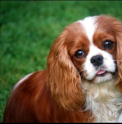 ÉLEVAGE ONITSHA'S, Eleveur de Chiens à Saint-Sulpice-et-Cameyrac