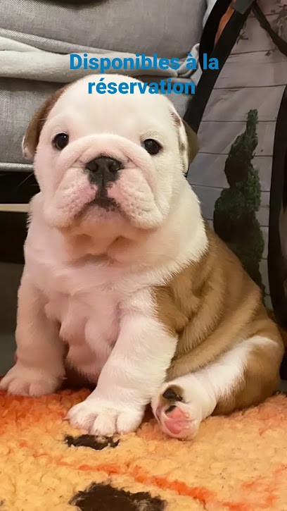 élévage bulldog anglais Lauly bull's, Eleveur de Chiens à Jarcieu