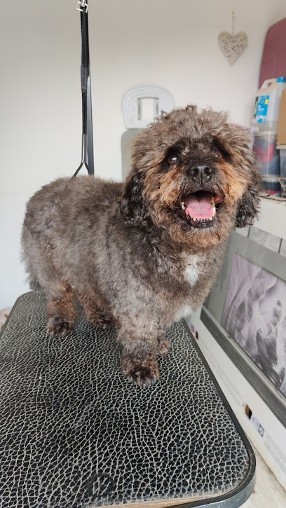 Elo Bien-être Animalier | Pension Familiale Canine, Toilettage Canin, Massage Canin, éducation Canine, Pension pour Chiens à Roquemaure