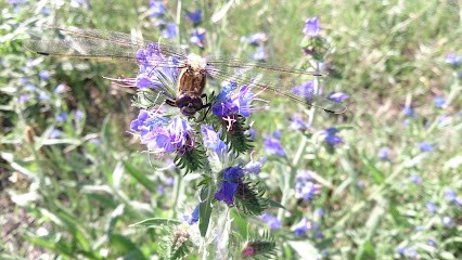 Tactichien, Dresseur de Chiens à Saint-Médard-en-Jalles