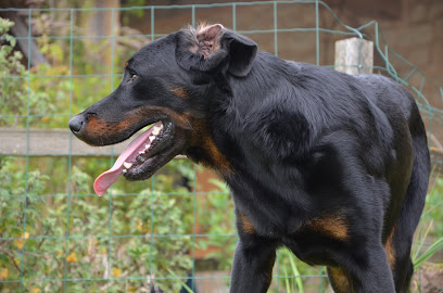 Beaucerons Des Mille Pas De Loup Éleveur De Chiens à Saint-Maurice-le-Vieil