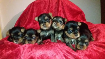 éleveur de chiots yorkshire terrier : élevage de l'arche d'or, Eleveur de Chiens à Vy-lès-Lure