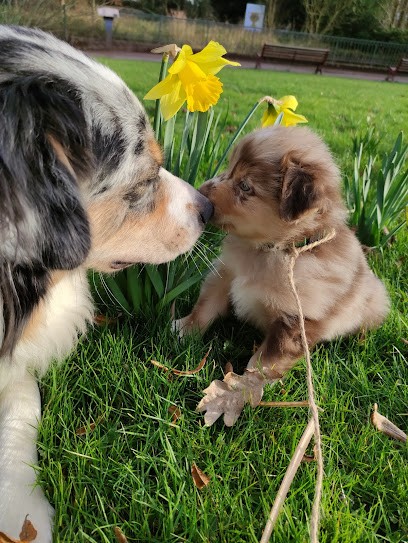 L'Elevage d'Amour, Eleveur de Chiens à Hazebrouck