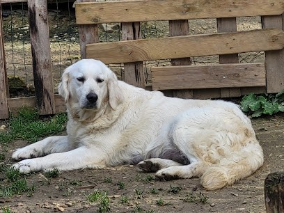 L elevage de la foret enchantee, Eleveur de Chiens à Cravant-les-Côteaux