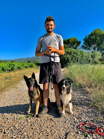 Canis Harmonia | Éducateur Canin Comportementaliste Dresseur De Chiens à Belgentier