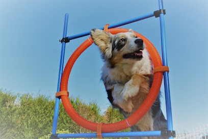 LBC Educateur Canin, Dresseur de Chiens à Saint-Julien-sur-Bibost