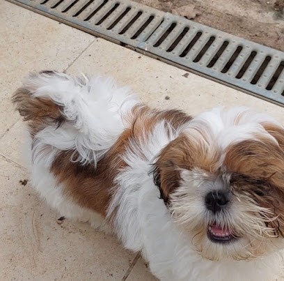 Élevage Des Minis Love, Eleveur de Chiens à Saint-Herblain