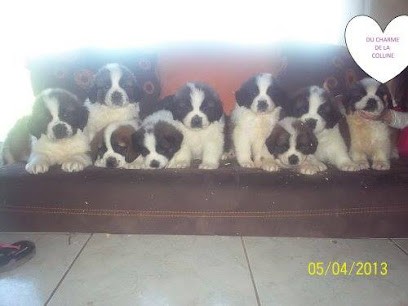 PENSION CANINE/FELIN- ELEVEUR CANIN (65), Pension pour Chiens à Auriébat