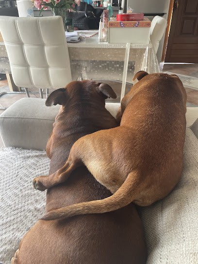 Esprit Canin - Educateur Et Comportementaliste Canin à Domicile, Dresseur de Chiens à Marseille 08