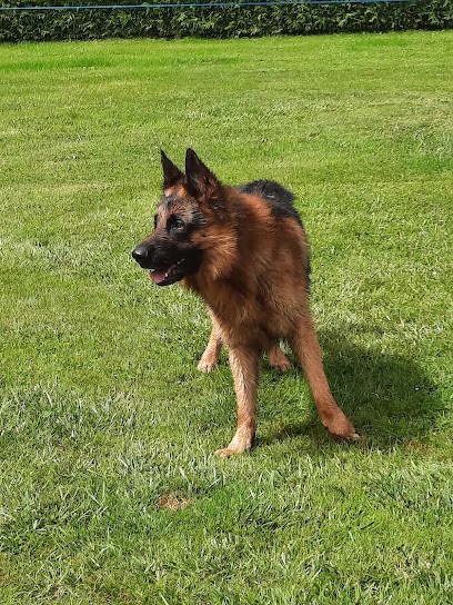 Des Légendaires Nahauri : Berger allemand, Golden retriever| Pension/éducation canine| Alimentation, Pension pour Chiens à La Rochepot