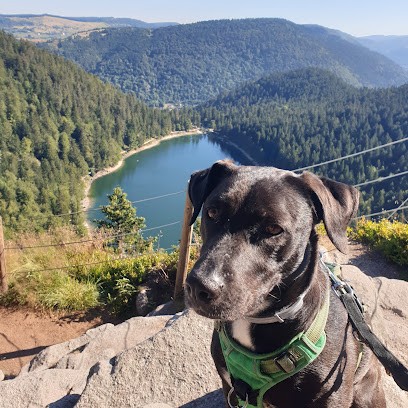 Street Dog Education, Dresseur de Chiens à Villeurbanne