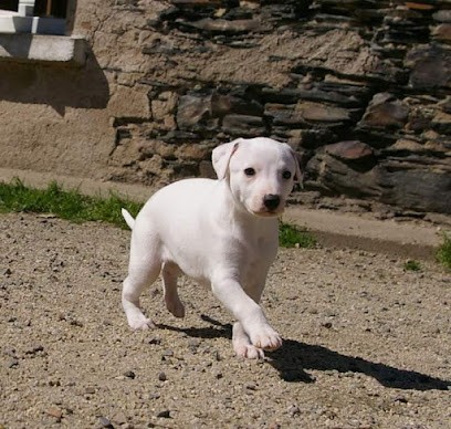 Élevage du Puech D'argent : Chiots Whippet disponible nés le 27/02 4 mâles, Eleveur de Chiens à Vallons-de-l'Erdre