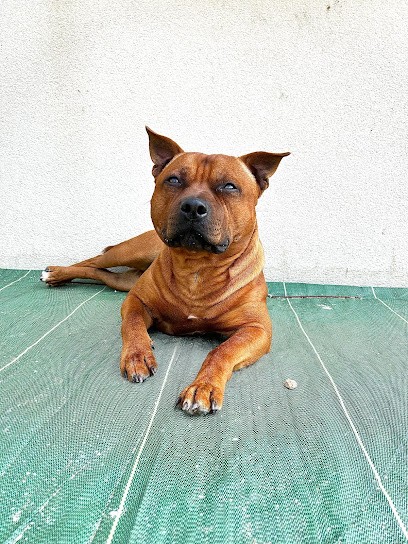 Élevage De La Colline Des Terres Noires, Eleveur de Chiens à La Garnache