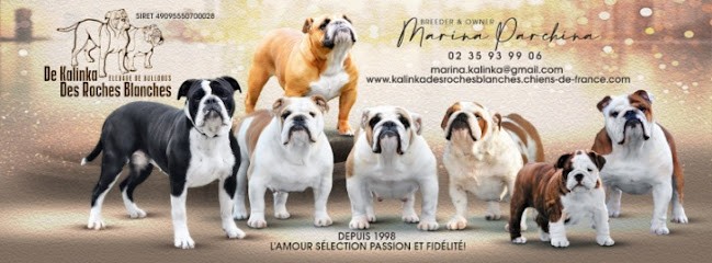 Bulldogs De Kalinka - élevage de Bulldogs Anglais et Bulldogs Continental (LOF), Eleveur de Chiens à Ronchois