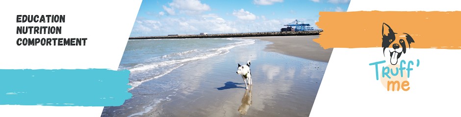 Truff'me · éducation Canine · Comportementaliste, Dresseur de Chiens à Riom