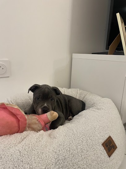 Élevage de Staffordshire Bull Terrier, Des Terres de Perséphone, Eleveur de Chiens à Bussières-et-Pruns