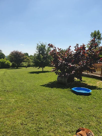 Educatrice canin Comportementaliste Pension familiale - Serenity dog, Dresseur de Chiens à Saint-Aubin-de-Branne