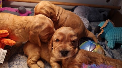 Elevage familial de cocker anglais de la nuit d'Elune, Eleveur de Chiens à Lavau-sur-Loire