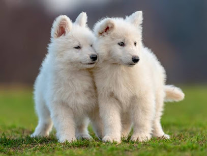 Educanis 74 Dresseur De Chiens à Reignier-Ésery