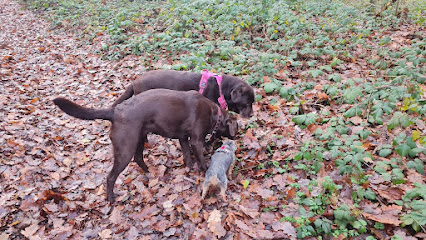 Liberté Canine Dresseur De Chiens à Acon