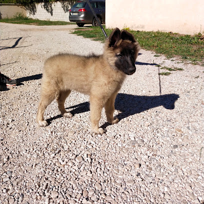 L'élevage Familial Des Bergers Chevalblanais Éleveur De Chiens à Cheval-Blanc