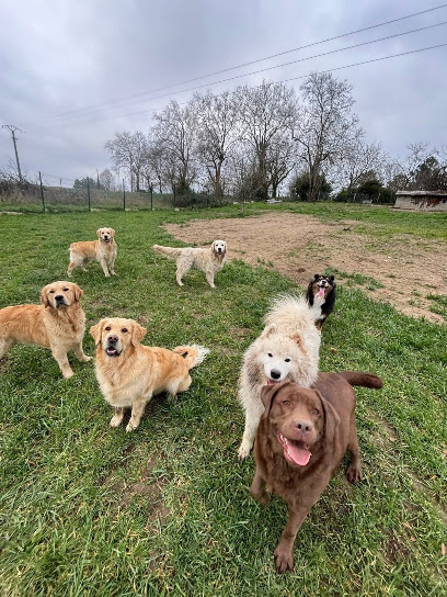 Pension Canine Du Bois Vert ( Charente 16), Pension Pour Chien à Touvérac