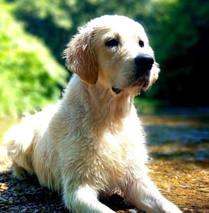 Golden L'abbaye Felgere, Éleveur De Chiens à Baldenheim