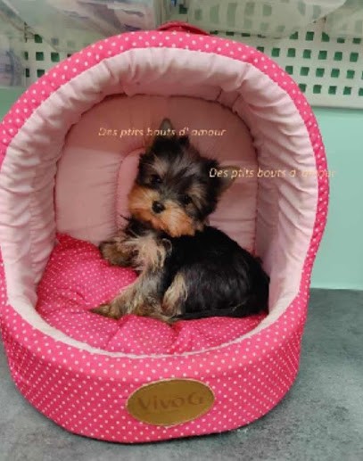 ELEVAGE DES PTITS BOUTS D AMOUR uniquement sur rdv, Eleveur de Chiens à Saint-André-de-Chalencon