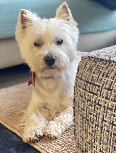 Elevage des Petits Ecossais - Charline MAFFEI, Eleveur de Chiens à Pruniers-en-Sologne