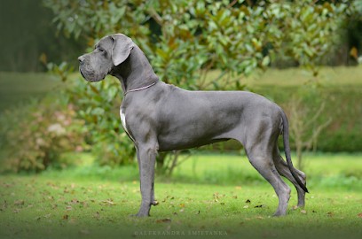 Elevage des Terres de Romandor, Eleveur de Chiens à Freneuse-sur-Risle