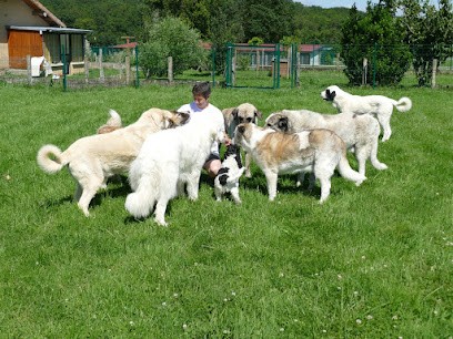 Glade's Light - Coach En éducation Et Comportement Canin, Dresseur de Chiens à Saint-Cyr-sur-Menthon