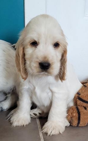 Cocker De La Demeure Du Berger Éleveur De Chiens à Beaupréau-en-Mauges
