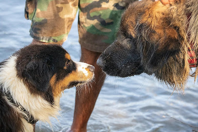 Consult Dog, Dresseur De Chiens à Piolenc