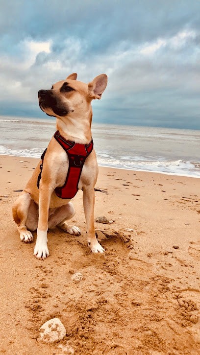 DIAMOND DOGS - éducation canine, comportement et massage canin, Dresseur de Chiens à Palaiseau