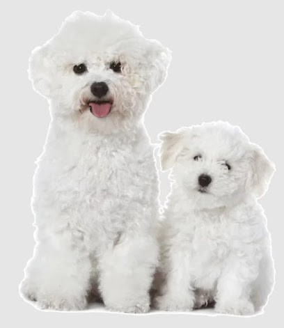 Elevage du Buisson de la Passée, Eleveur de Chiens à Breuilh