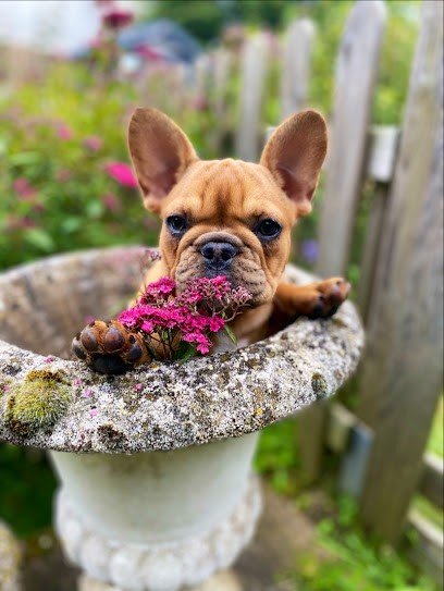 Élevage de bouledogues français - Mes JolisCoeurs de boubou, Eleveur de Chiens à Rotangy