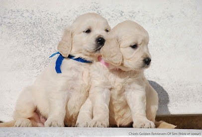 Breeding Golden Retrievers, Eleveur de Chiens à Neure