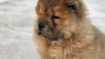 Élevage du Mont Victoire, Eleveur de Chiens à Jouques
